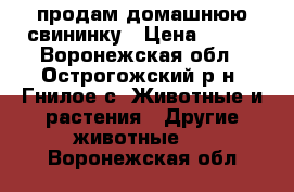 продам домашнюю свининку › Цена ­ 220 - Воронежская обл., Острогожский р-н, Гнилое с. Животные и растения » Другие животные   . Воронежская обл.